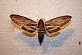 Sphinx moth July 14th, 1971