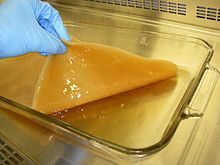 A wet microbial cellulose pellicle being removed from a culture Microbial cellulose pellicle.JPG