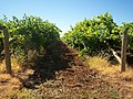 Виноградники у штаті Вікторія