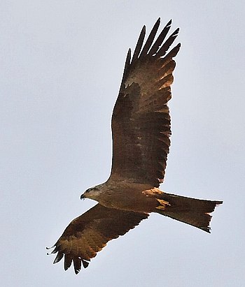 Large numbers of Black Kites and other birds o...