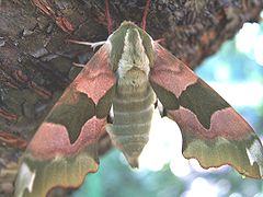 Mimas tiliae (Sphingidae, Smerinthinae)