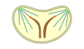 geschlossene intranukleäre Pleuromitose