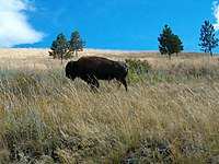 A bison roaming at the Bison Range