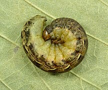 Une chenille de Noctua pronuba en posture défensive (Estonie).