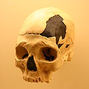Oase 2 skull may be a human-Neanderthal hybrid. Oase 2-Homo Sapiens.jpg
