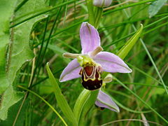 Ophrys abeille.