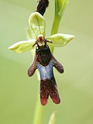 Ophrys mouche.