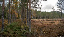 Gångvägen tvärs över Ormstugumyran som folket på Myre gjorde i ordning.