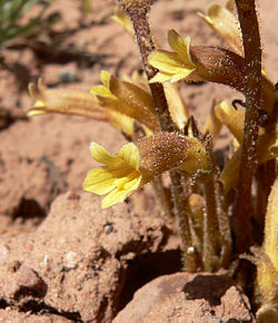 Orobanche fasciculata 8. jpg