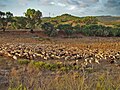 چوپان و گوسفندان در نزدیکی لاگوس