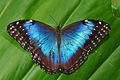 Morpho peleides