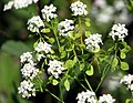 Szárölelő pajzstok (Peltaria alliacea)