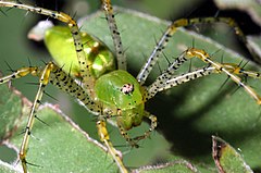 Peucetia viridans.jpg