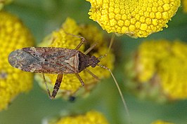 Phytocoris pini