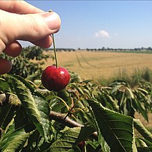 Сбор вишни как фермерское хозяйство и практика по связям с общественностью.
