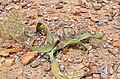 Versteinerte Holzstücke neben einer Welwitschia im Versteinerten Wald in Namibia