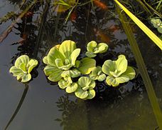 Pistia stratiotes 1.jpg