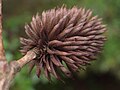 Šištice platykaryje (Platycarya strobilacea)