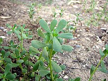 Portulaca oleracea.jpg