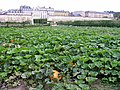 Le Potager du roi à Versailles