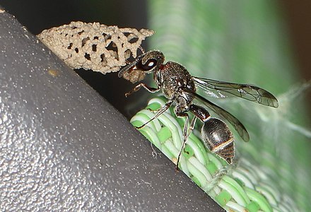 Pseudonortonia sp. building a nest