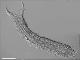 Pseudostomella etrusca