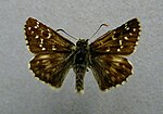 Pyrgus alveus