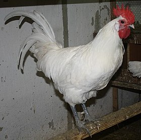 Coq blanc