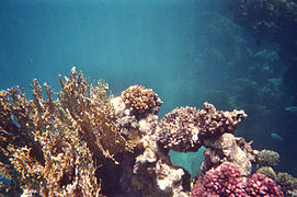 PGN sous-marin de Marsa Alam (Egypte)