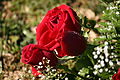Red Roses.jpg