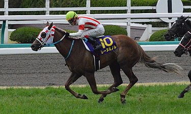 2017年冠军“实搏女王”