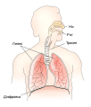 Дихальна система.
