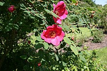 Rosa-moyesii-flower.JPG