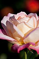 La rosa 'Hisami'.