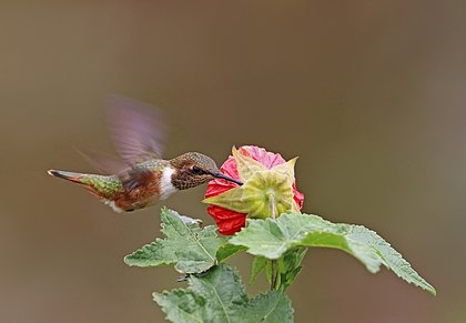 Fêmea do beija-flor-cintilante (Selasphorus scintilla), alimentando-se do néctar de uma flor do gênero Abutilon na reserva da floresta nublada do monte Totumas, província de Chiriquí, Panamá. Esta foto é parte de uma série de três imagens (com esta e esta), que mostram como este pequeno beija-flor tem que perfurar o lado da flor para se alimentar. (definição 3 381 × 2 339)