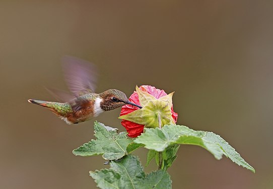 2 of 3 feeding on Abutilon sp.