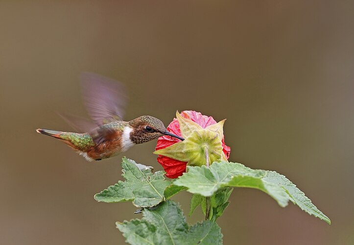 Самка колибри-крошки искрящегося (Selasphorus scintilla), питающаяся нектаром цветка из рода Абутилон в заповеднике около горы Тотумас, провинция Чирики, Панама