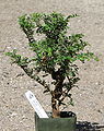 Either the 'Seiju' or 'Hokkaido' cultivar of Chinese Elm, pre-bonsai