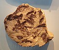 Fossiles de Semionotus kapffi