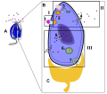 The diagram above depicts the signal transduction pathway of the sweet taste. Object A is a taste bud, object B is one taste cell of the taste bud, and object C is the neuron attached to the taste cell. I. Part I shows the reception of a molecule. 1. Sugar, the first messenger, binds to a protein receptor on the cell membrane. II. Part II shows the transduction of the relay molecules. 2. G Protein-coupled receptors, second messengers, are activated. 3. G Proteins activate adenylate cyclase, an enzyme, which increases the cAMP concentration. Depolarization occurs. 4. The energy, from step 3, is given to activate the K+, potassium, protein channels.III. Part III shows the response of the taste cell. 5. Ca+, calcium, protein channels is activated.6. The increased Ca+ concentration activates neurotransmitter vesicles. 7. The neuron connected to the taste bud is stimulated by the neurotransmitters.