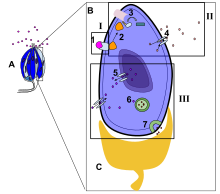 The diagram above depicts the signal transduction pathway of the sweet taste. Object A is a taste bud, object B is one taste cell of the taste bud, and object C is the neuron attached to the taste cell. I. Part I shows the reception of a molecule. 1. Sugar, the first messenger, binds to a protein receptor on the cell membrane. II. Part II shows the transduction of the relay molecules. 2. G Protein-coupled receptors, second messengers, are activated. 3. G Proteins activate adenylate cyclase, an enzyme, which increases the cAMP concentration. Depolarization occurs. 4. The energy, from step 3, is given to activate the K+, potassium, protein channels.III. Part III shows the response of the taste cell. 5. Ca+, calcium, protein channels is activated.6. The increased Ca+ concentration activates neurotransmitter vesicles. 7. The neuron connected to the taste bud is stimulated by the neurotransmitters. Signal Transaction of the Sweet Taste.svg