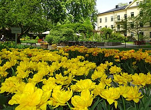 Tulpanrabatt i Sinnenas trädgård.