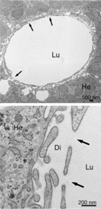 Lumen (Lu), espai de Disse, (Di) hepatòcit (He)