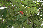 Листья и цветы Сита-Ашок (Сарака асока) в Калькутте W IMG 2272.jpg
