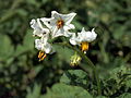 Solanum tuberosum Ostbote (05) .jpg