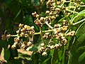 fruct de Eucalyptus deglupta