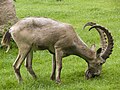 Steinbock-P1150170.jpg