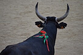 Taureau avec la devise rouge et verte.