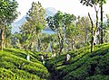 Image 44Tea plantation near Kandy (from Culture of Sri Lanka)