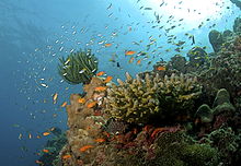 Coral reef The Coral Reef at the Andaman Islands.jpg